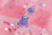 Надувной матрас Морская ракушка 178Х165Х24 см Intex 57257